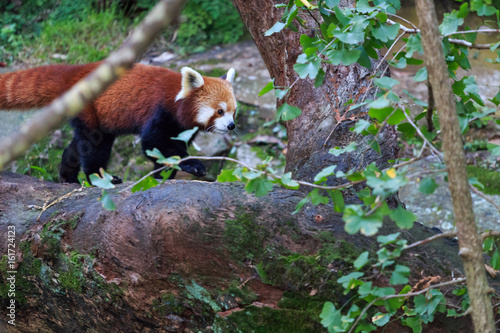 Red panda in a tree
