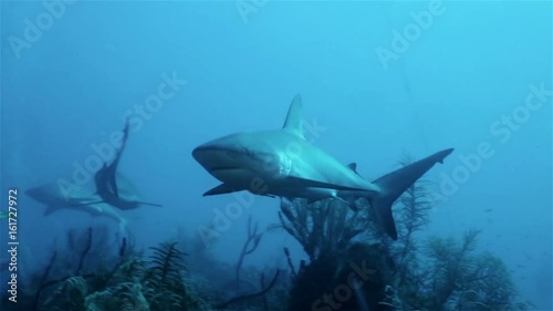 Caribbean reef sharks floating in the deep sea photo