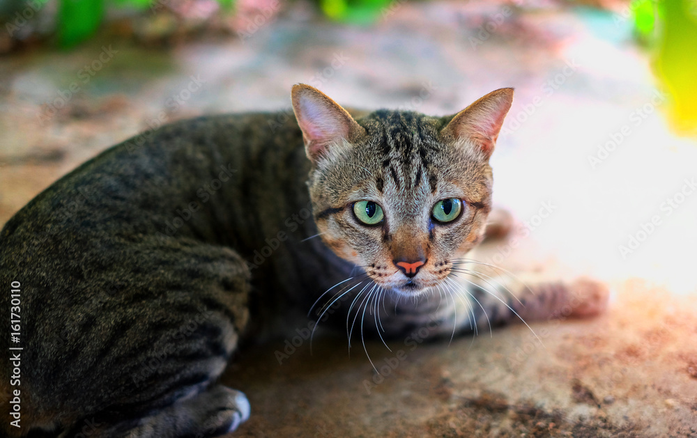 Portrait of cute grey striped cat sleep on the wooden floor with concrete background. Thai kitten. Portrait of cute grey striped cat sleep on the wooden floor with concrete background. Thai kitten.