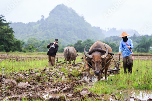 Farmers use buffalo to plow rice. In the midst of the jungle wild nature. a beautiful natural beauty on mountain in Tak, Tak Province, Thailand.