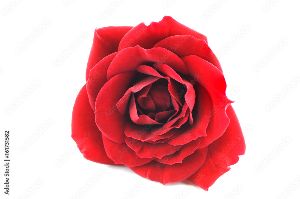 close up on single red rose close up on single red rose