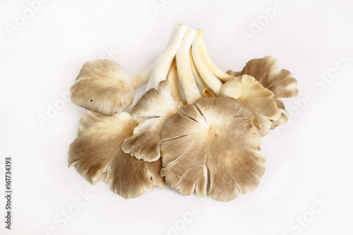 Indian Oyster, Phoenix Mushroom, Lung Oyster on wooden background