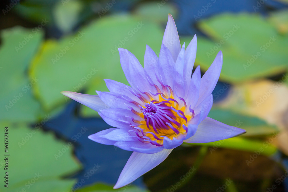 Lotus flower, Beautiful water lily.