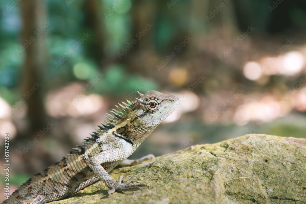 Forest Crested Lizards Sunbathe for Better Health