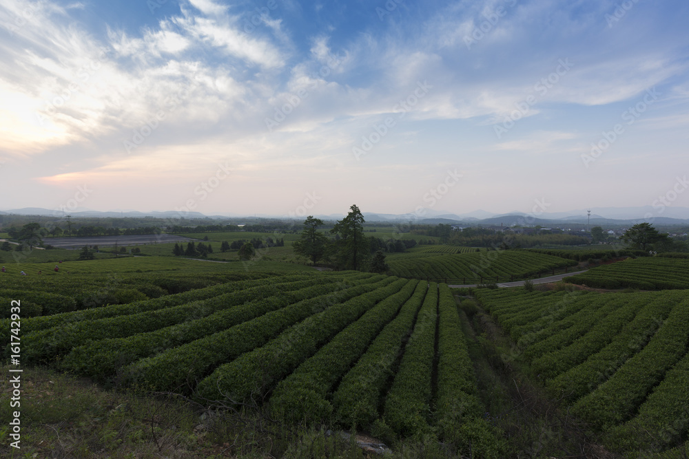 Tea plantations