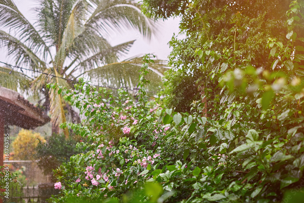 Fototapeta premium Rain season in tropic climate