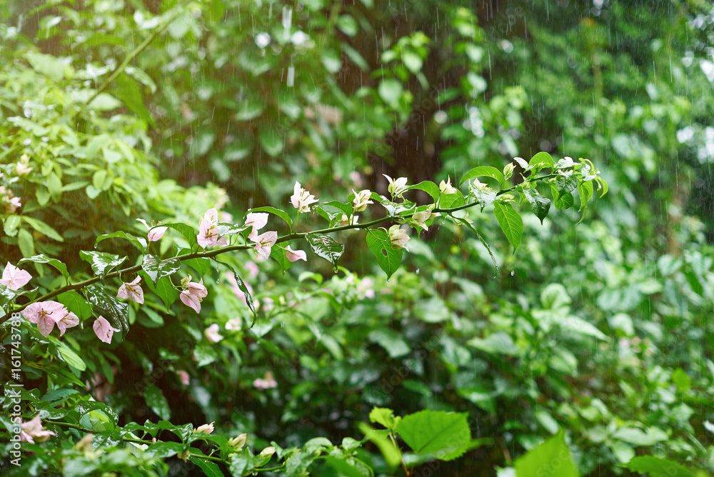 Rain drops in nature theme Rain drops in nature theme