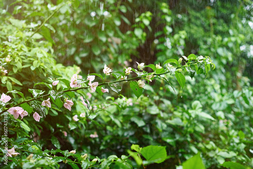 Rain drops in nature theme