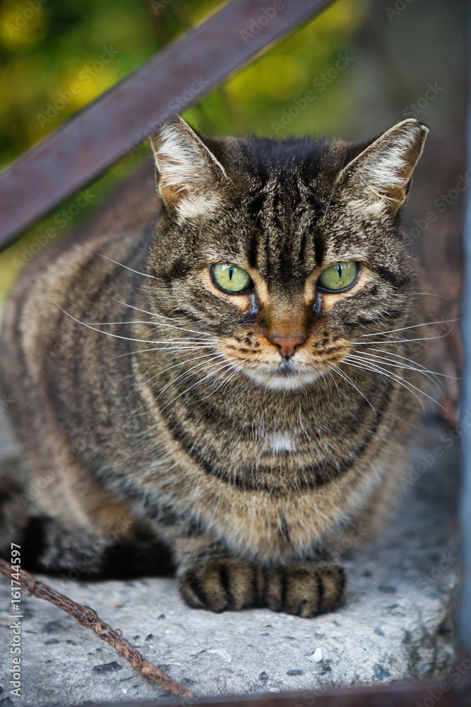 Cat with green eyes