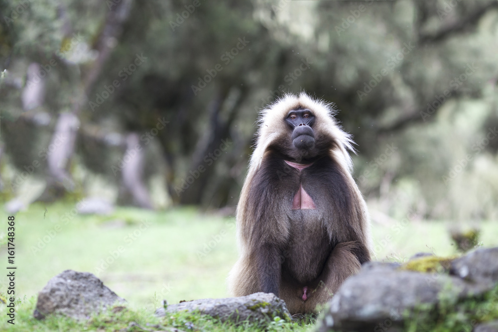 Gelada baboon in Simien mountains