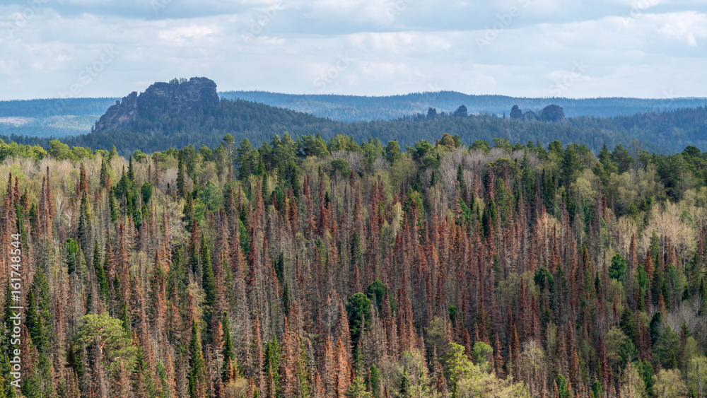 Reserve Krasnoyarsk Pillars. The Wildman Pillar Reserve Krasnoyarsk Pillars. The Wildman Pillar
