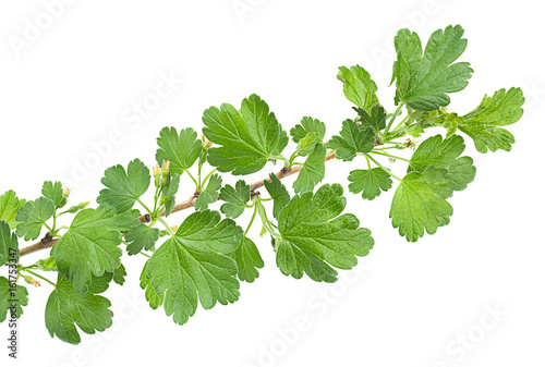 Young gooseberry leaf