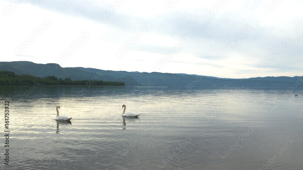 Naklejka premium 洞爺湖の白鳥