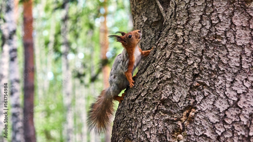 Squirrel sits on a tree Squirrel sits on a tree