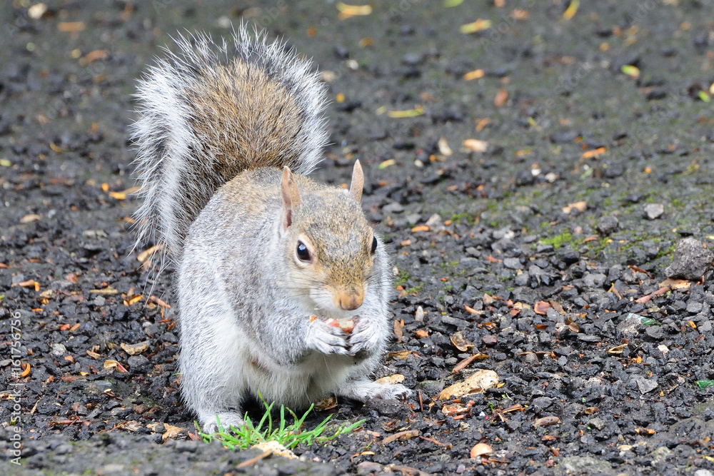 Grey squirrel, Dunfermline, Scotland Grey squirrel, Dunfermline, Scotland