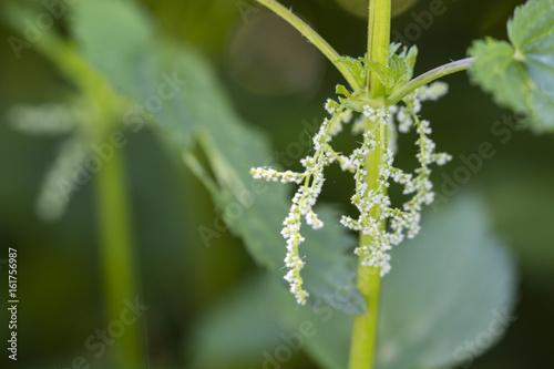 Flower of nettles in nature.