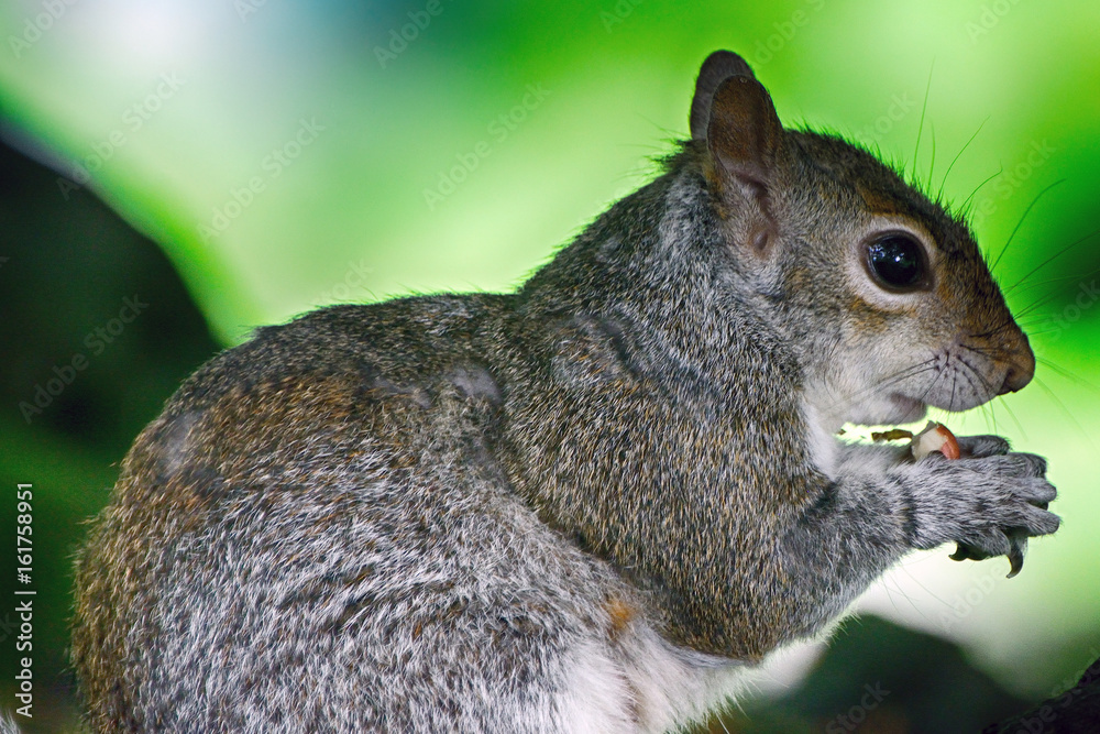 Grey squirrel, Dunfermline, Scotland