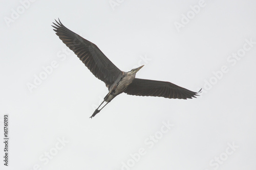 Great blue heron flying over Orlando Wetlands Park. photo