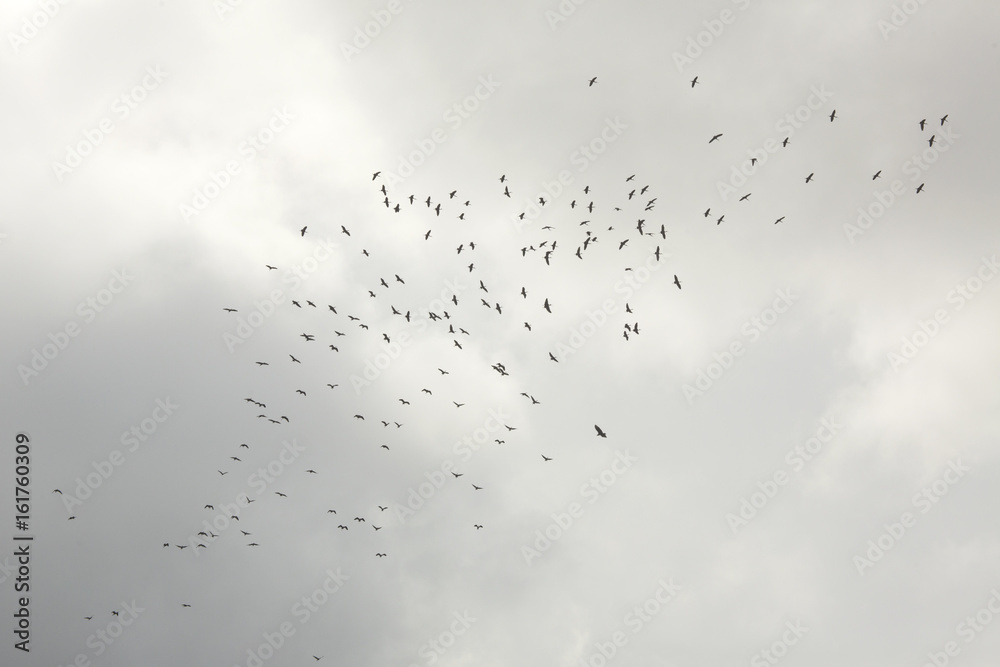Obraz premium Big flock of glossy ibises soaring over Orlando Wetlands Park.