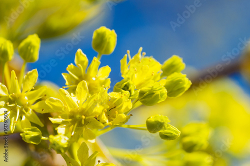 Bright spring background with blossoming leaves of a tree