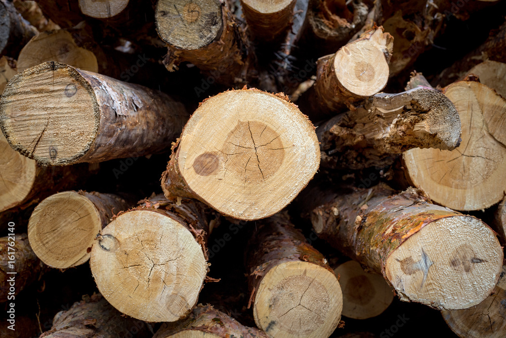 Cut pine. Logging. Annual rings on the cut pine. Logs saw. Sawmill. Cut pine. Logging. Wall, log, wood Cut pine. Logging. Annual rings on the cut pine. Logs saw. Sawmill. Cut pine. Logging. Wall, log, wood