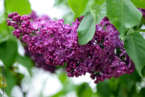 Selective focus close-up abstract photography. Lilac blooms in the garden.