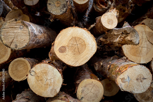 Cut pine. Logging. Annual rings on the cut pine. Logs saw. Sawmill. Cut pine. Logging. Wall, log, wood