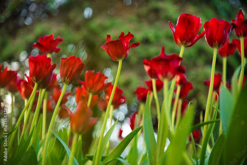 Beautiful tulip flower and green leaf background at sunny summer or spring day. Beautiful tulip flower and green leaf background at sunny summer or spring day.
