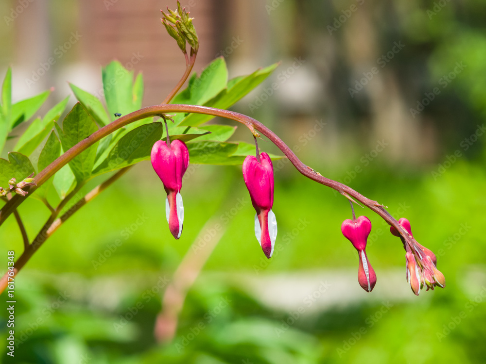 Pacific or Wild Bleeding Heart, Dicentra Formosa, flowers on stem with bokeh background, macro, selective focus, shallow DOF Pacific or Wild Bleeding Heart, Dicentra Formosa, flowers on stem with bokeh background, macro, selective focus, shallow DOF