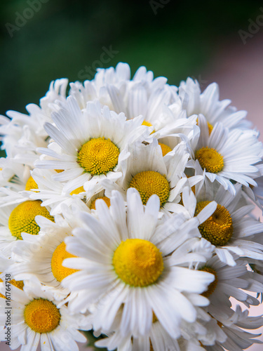 A bouquet of white field daisies on a green blurred background. Flowers with white petals and yellow pistils close-up photographed with a soft focus. Summer composition