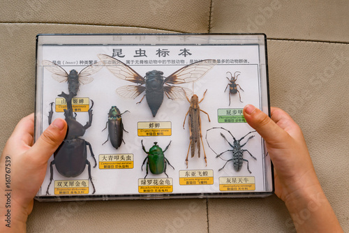 kid holds box of insect specimens collection, the Chinese on top means insect specimens collection and explaning what's insects, other Chinese are the names of the relevant insect