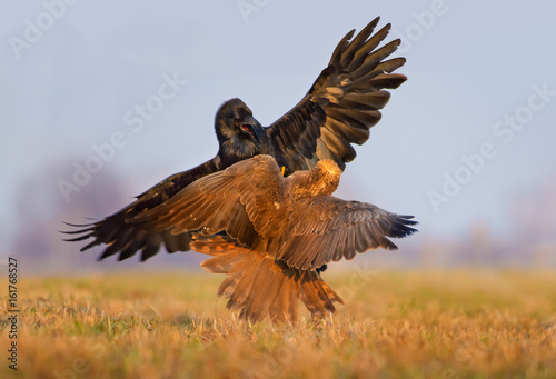 Western Marsh Harrier and Common Raven fight with each other in air with spreaded wings