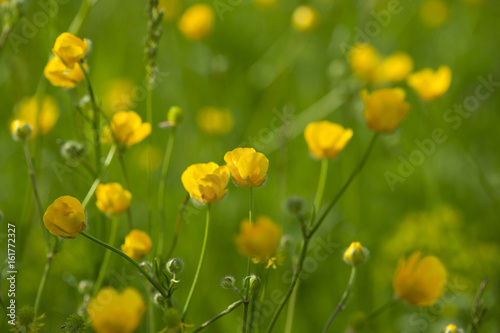 Yellow buttercup flowers in meadow amongst green grass in summer day. Background.