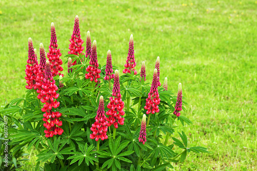 red flowers lupines flowering on a flowerbed in a garden.