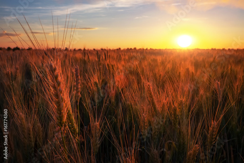 Field of wheat against sunset sky. Composition of nature