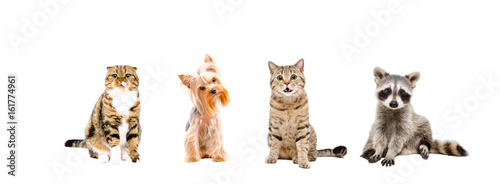 Group of animals  sitting isolated on white background