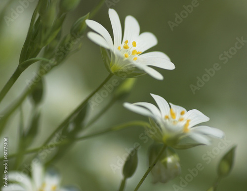 Lesser stitchwort flowers (Stellaria graminea)