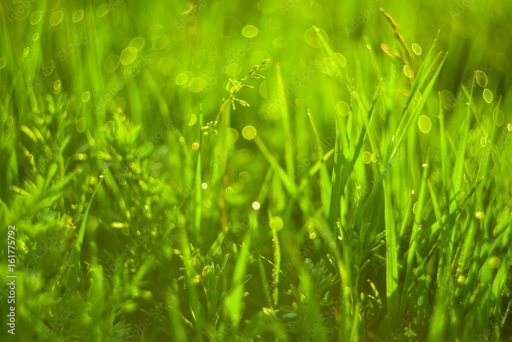Fototapeta premium Green grass and drops of morning dew
