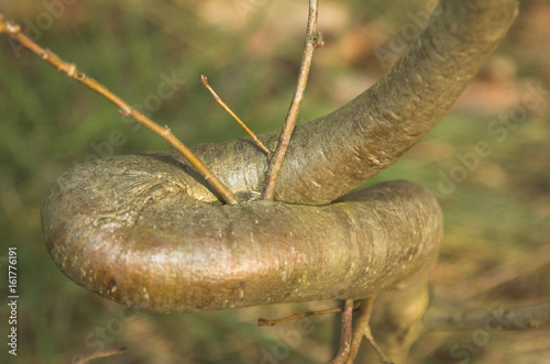 Twisted hazel trunk (Corylus avellana)