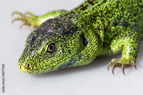 Sand lizard, Lacerta agilis. The male lizard in breeding green color. Macro.Small depth of sharpness.