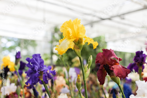 Fototapeta Naklejka Na Ścianę i Meble -  Iris flowers