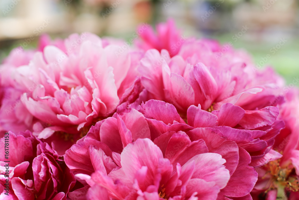 Pink peonies closeup