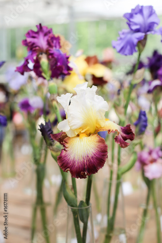 Fototapeta Naklejka Na Ścianę i Meble -  Beautiful iris flowers