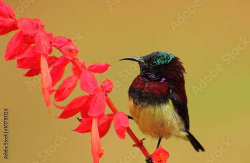 Tableau sur toile Robbin in search of food... looking for a nectar