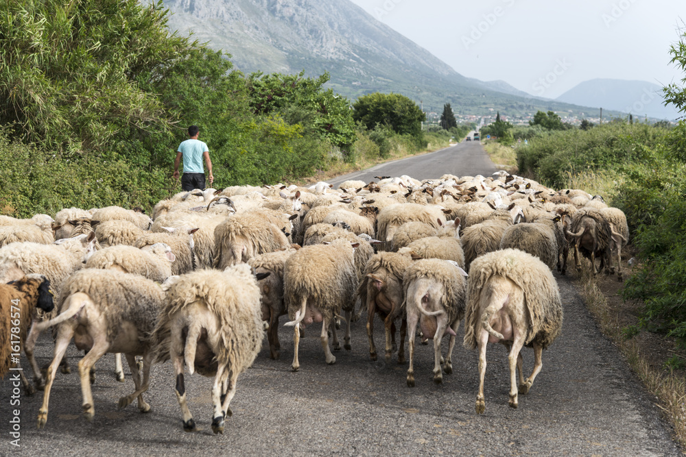 Fototapeta premium Sheeps herd