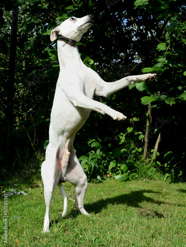 White Whippet dog balancing on his hind legs.