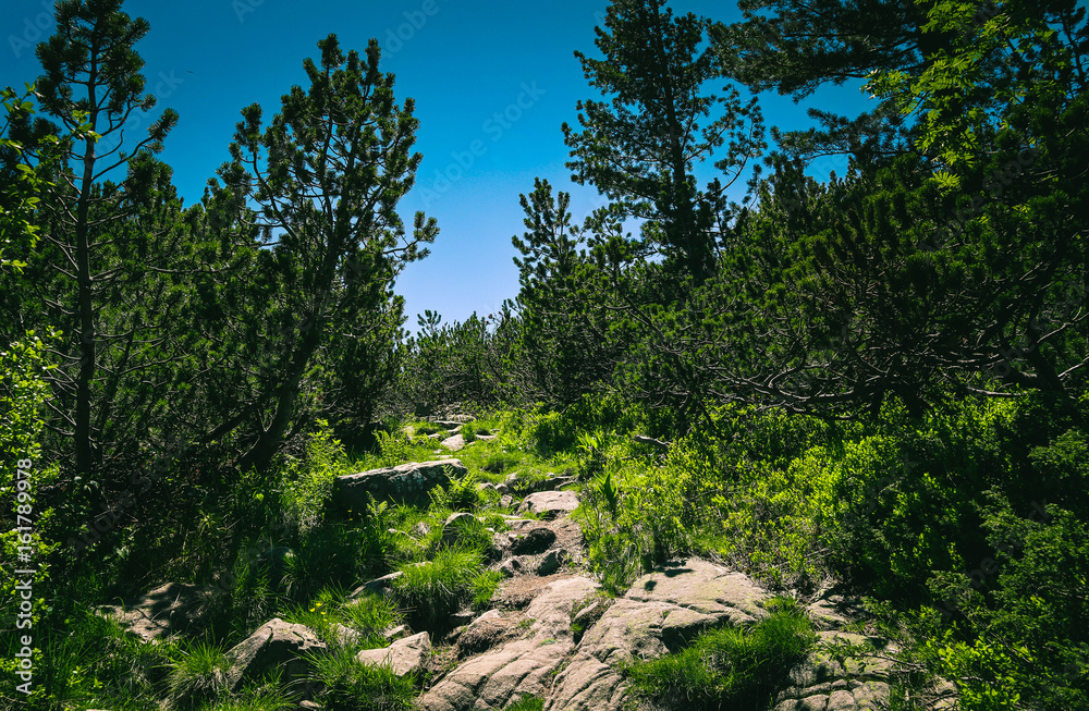 Mountain hiking road way across the pine forest and rocks. Amazing European Alpen mountain landscape, hiking trail leads through the woods.