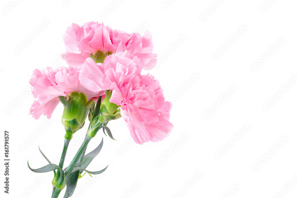 Beautiful pink Carnation flowers on white background