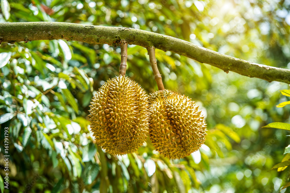 Durian on tree. Durian on tree.