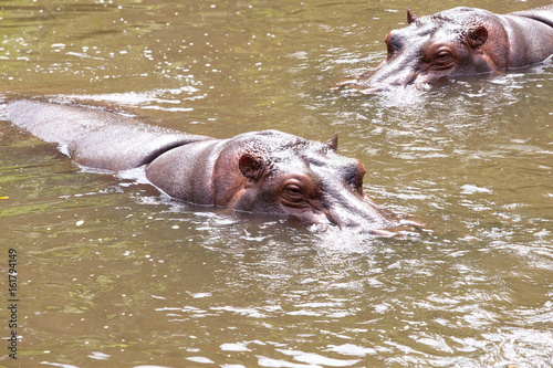 The common hippopotamus (Hippopotamus amphibius), or hippo, is a large, mostly herbivorous mammal in sub-Saharan Africa, and one of only two extant species in the family Hippopotamidae